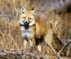 +animal+Canidae+omnivorous+Sierra+Nevada+red+fox+Vulpes+vulpes+necator+ clipart