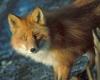 +animal+Canidae+omnivorous+red+fox+photo+ clipart