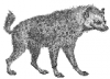 +animal+Spotted+hyena+BW+ clipart