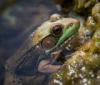 +animal+amphibians+carnivorous+anura+Frog+closeup+ clipart