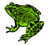 +animal+amphibians+carnivorous+anura+frog8+ clipart