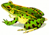 +animal+amphibians+carnivorous+anura+leopard+frog+ clipart
