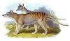 +extinct+mammal+animal+Thylacine+Thylacinus+cynocephalus+ clipart