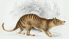 +extinct+mammal+animal+Thylacine+illustration+ clipart