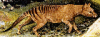 +extinct+mammal+animal+Thylacinus+cynocephalus+ clipart