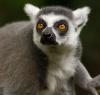 +animal+Ring+tailed+lemur+closeup+ clipart