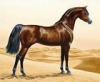 +animal+mammal+Arabian+horse+horse+ clipart