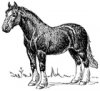 +animal+mammal+horse+line+drawing+ clipart