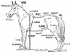 +animal+mammal+horse+parts+diagram+ clipart