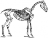 +animal+mammal+horse+skeleton+ clipart
