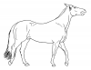 +animal+ungulate+mammal+Equidae+horse+walking+open+mouth+sketch+ clipart