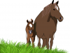 +animal+ungulate+mammal+Equidae+mare+and+foal+in+field+ clipart