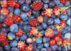 +food+nourishment+eat+fruit+Alaska+wild+berries+ clipart