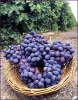 +fruit+food+produce+autumn+royal+grapes+ clipart