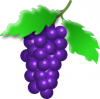 +fruit+food+produce+grapes+on+vine+1+ clipart