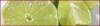 +fruit+food+produce+lime+banner+ clipart