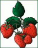 +fruit+food+produce+strawberries+1+ clipart
