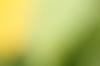 +background+desktop+yellow+green+blur+background+ clipart