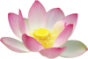 +lotus+flower+plant+pink+nature+ clipart