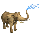 +animal+elephant+squirting+water++ clipart