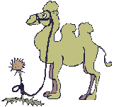 +egypt+camel+in+a+cap++ clipart