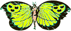 +nymph+butterfly+fairy++ clipart