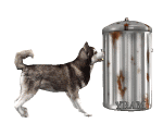 +dog+canine+dog+and+dustbin++ clipart