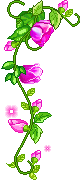 +flower+blossom+pink+climbing+roses++ clipart