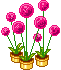 +flower+blossom+pots+of+flowers++ clipart