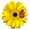 +flower+blossom+yellow+dhalia+and+ladybird++ clipart