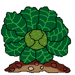 +food+cabbage++ clipart