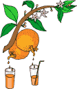 +gardening+orange+tree++ clipart