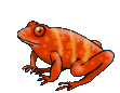 +reptile+animal+orange+frog++ clipart