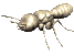 +bug+insect+ant++ clipart