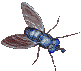 +bug+insect+fly++ clipart