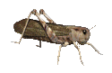 +bug+insect+grasshopper++ clipart