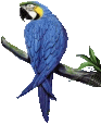 +bird+animal+blue+macaw++ clipart