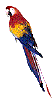 +bird+animal+macaw++ clipart