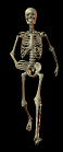 +scary+bones+skeleton+walking++ clipart