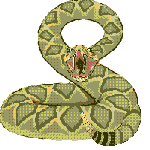 +reptile+animal+snake++ clipart