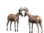 +africa+native+wild+antelope+antlers+animal+ clipart