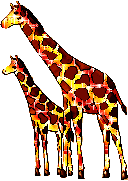 +africa+native+wild+giraffe+animal+ clipart