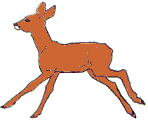 +animal+deer+ clipart