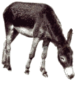+animal+donkey+ clipart
