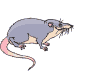 +animal+rat+rodent+ clipart