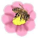 +bee+flying+insect+bug+bee+getting+nectar++ clipart