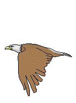 +bird+animal+bald+eagle+flying++ clipart