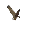 +bird+animal+flying+eagle++ clipart