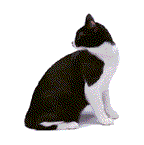 +animal+black+and+white+cat++ clipart