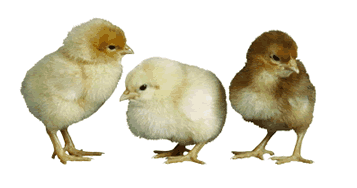 +animal+farm+bird+fluffy+chick++ clipart